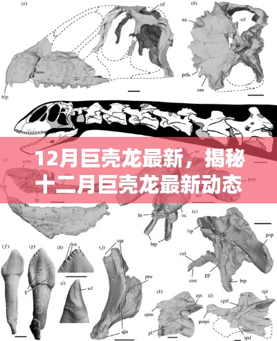 揭秘十二月巨壳龙冬眠觉醒与生态保护双重挑战的最新动态