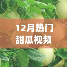 揭秘热门甜瓜视频背后的故事，甜蜜视觉盛宴的十二月回顾