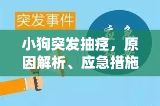 小狗突发抽痉，原因解析、应急措施与预防策略