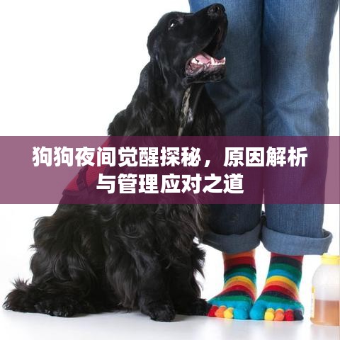 狗狗夜间觉醒探秘，原因解析与管理应对之道