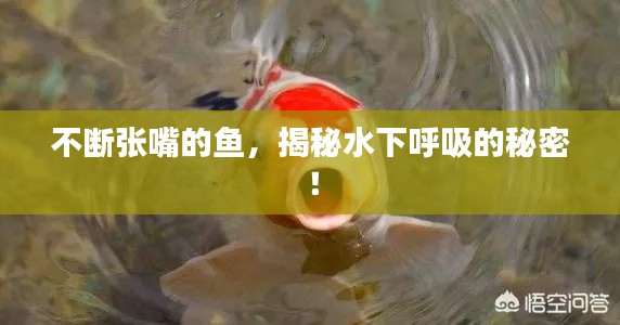 不断张嘴的鱼，揭秘水下呼吸的秘密！