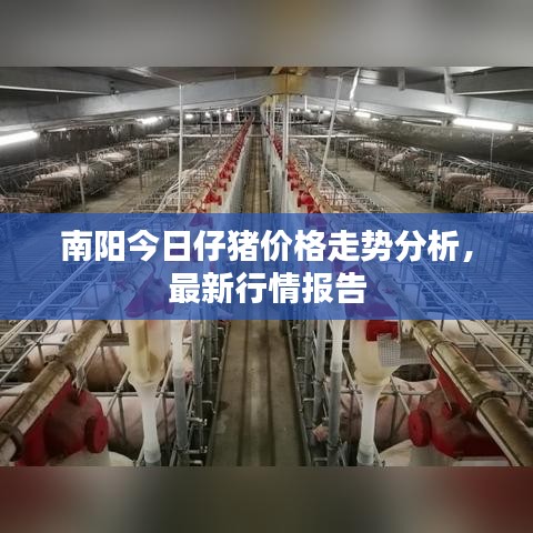 南阳今日仔猪价格走势分析，最新行情报告