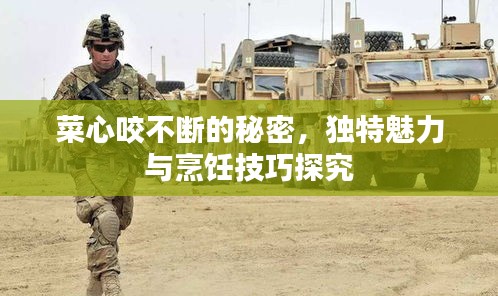 菜心咬不断的秘密，独特魅力与烹饪技巧探究
