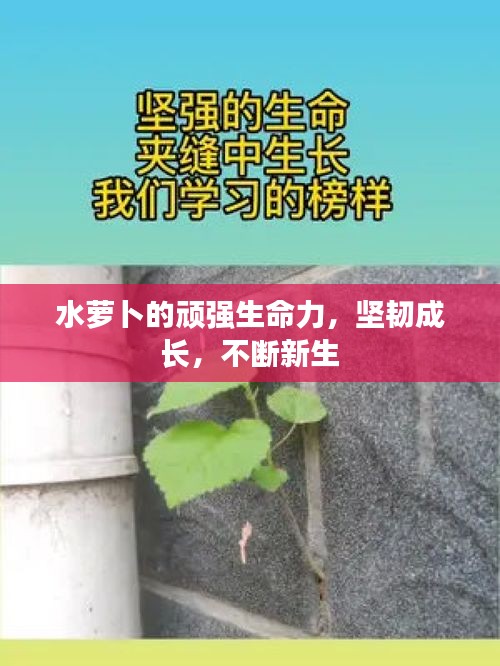 水萝卜的顽强生命力，坚韧成长，不断新生
