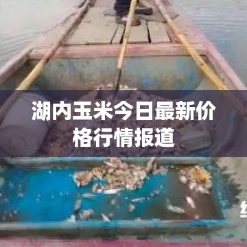 湖内玉米今日最新价格行情报道