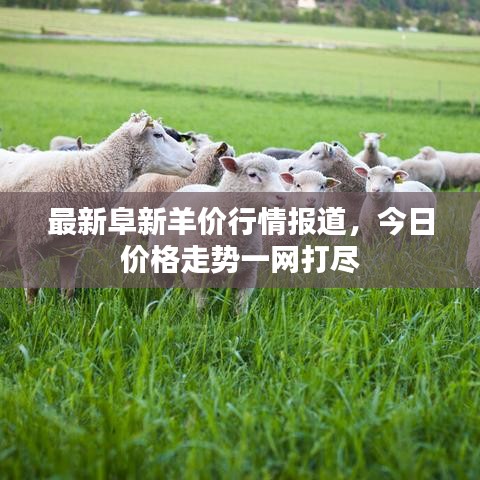 最新阜新羊价行情报道，今日价格走势一网打尽