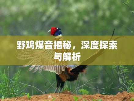 野鸡煤音揭秘，深度探索与解析