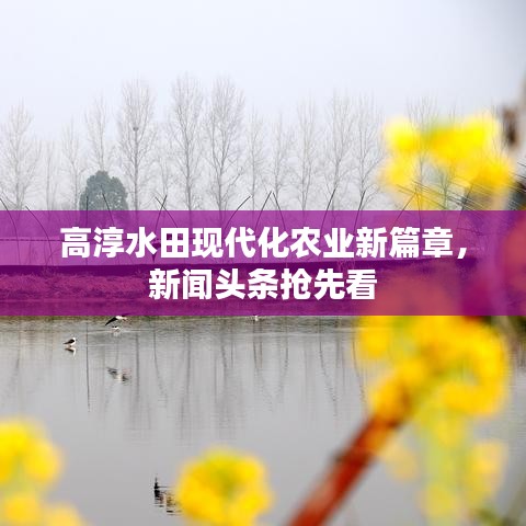 高淳水田现代化农业新篇章，新闻头条抢先看