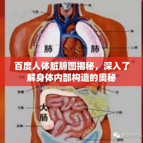 百度人体脏腑图揭秘，深入了解身体内部构造的奥秘