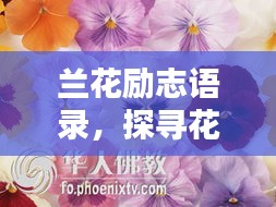 兰花励志语录，探寻花语人生，感悟励志之美