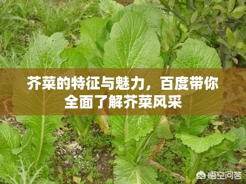 滔滔不绝