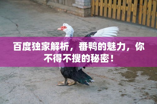 百度独家解析，番鸭的魅力，你不得不搜的秘密！